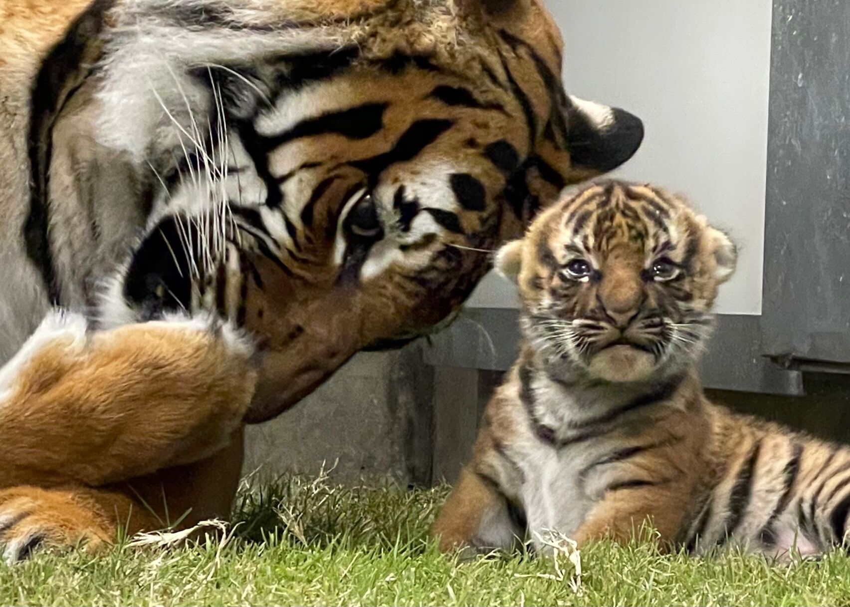 Zoo's tiger cub